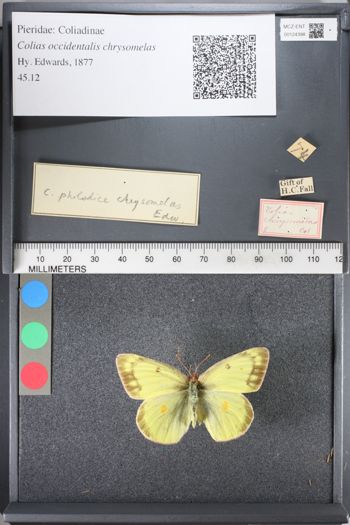 Media type: image;   Entomology 124398